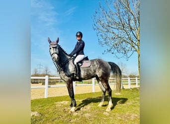 Westphalian, Gelding, 6 years, 16.2 hh, Grey-Dapple