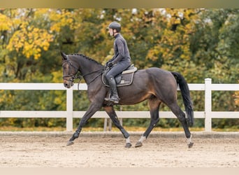 Westphalian, Gelding, 6 years, 16.2 hh
