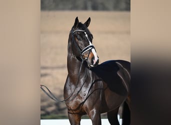 Westfale, Wallach, 6 Jahre, 16,3 hh, Brauner