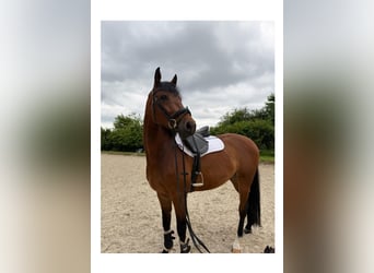 Westphalian, Gelding, 6 years, 16.3 hh, Brown