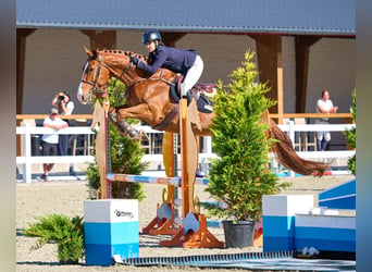 Westphalian, Gelding, 6 years, 16.3 hh, Chestnut