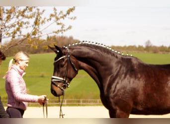 Westphalian, Gelding, 6 years, 16.3 hh, Smoky-Black