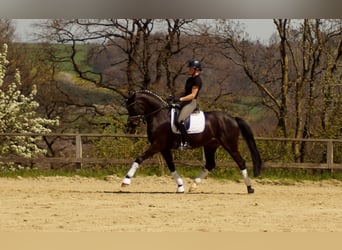 Westphalian, Gelding, 6 years, 16.3 hh, Smoky-Black
