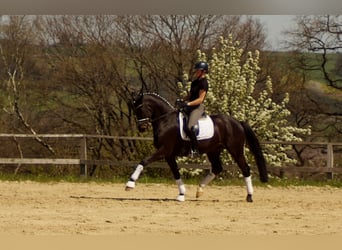 Westphalian, Gelding, 6 years, 16.3 hh, Smoky-Black