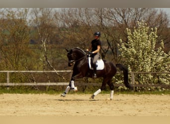 Westphalian, Gelding, 6 years, 16.3 hh, Smoky-Black