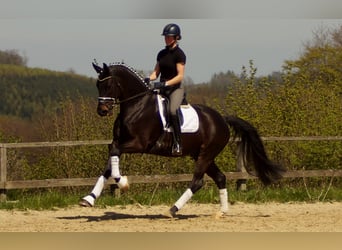 Westphalian, Gelding, 6 years, 16.3 hh, Smoky-Black