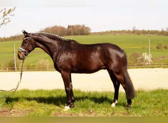 Westphalian, Gelding, 6 years, 16.3 hh, Smoky-Black
