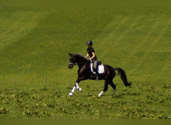 Westphalian, Gelding, 6 years, 16.3 hh, Smoky-Black