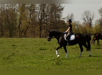 Westphalian, Gelding, 6 years, 16.3 hh, Smoky-Black