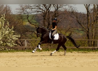 Westphalian, Gelding, 6 years, 16.3 hh, Smoky-Black
