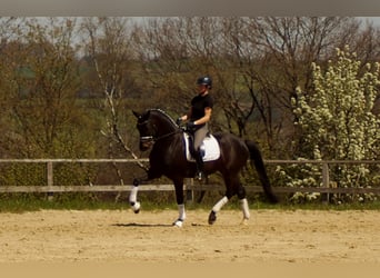 Westphalian, Gelding, 6 years, 16.3 hh, Smoky-Black