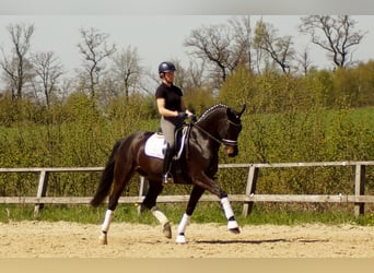 Westphalian, Gelding, 6 years, 16.3 hh, Smoky-Black