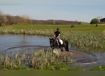 Westphalian, Gelding, 6 years, 16.3 hh, Smoky-Black