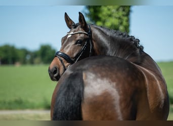 Westphalian, Gelding, 6 years, 16 hh, Bay-Dark