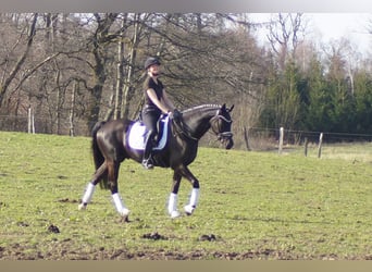Westphalian, Gelding, 6 years, 16 hh, Black