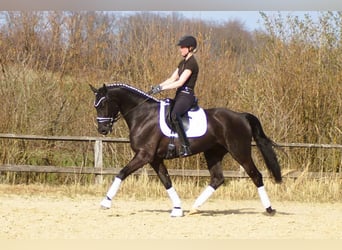 Westphalian, Gelding, 6 years, 16 hh, Black