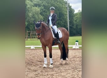 Westphalian, Gelding, 6 years, 16 hh, Brown