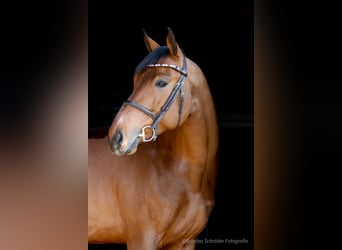 Westphalian, Gelding, 6 years, 16 hh, Brown