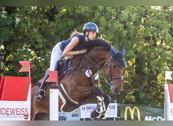 Westphalian, Gelding, 6 years, 16 hh, Brown