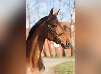 Westphalian, Gelding, 6 years, 16 hh, Brown