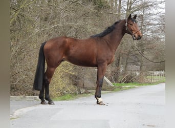 Westphalian, Gelding, 6 years, 16 hh, Brown