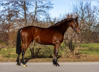 Westphalian, Gelding, 6 years, 16,1 hh, Brown