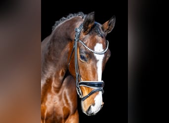 Westphalian, Gelding, 6 years, 16,1 hh, Brown