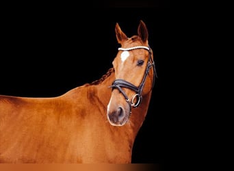 Westphalian, Gelding, 6 years, 16,1 hh, Chestnut-Red