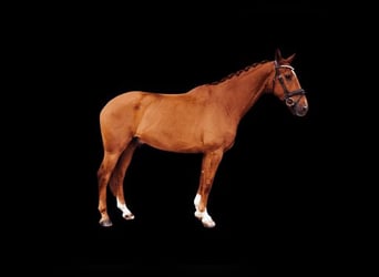 Westphalian, Gelding, 6 years, 16,1 hh, Chestnut-Red