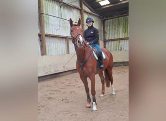 Westphalian, Gelding, 6 years, 16,1 hh, Chestnut-Red