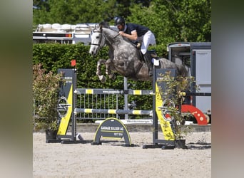 Westphalian, Gelding, 6 years, 16,1 hh, Gray-Dapple