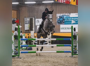 Westphalian, Gelding, 6 years, 16,1 hh, Gray-Dapple
