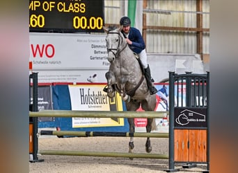Westphalian, Gelding, 6 years, 16,1 hh, Gray-Dapple