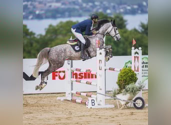 Westphalian, Gelding, 6 years, 16,1 hh, Gray-Dapple