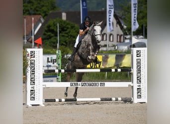 Westphalian, Gelding, 6 years, 16,1 hh, Gray-Dapple