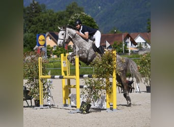 Westphalian, Gelding, 6 years, 16,1 hh, Gray-Dapple