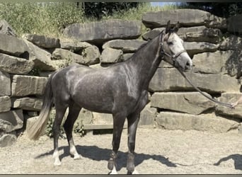 Westphalian, Gelding, 6 years, 16,1 hh, Grey