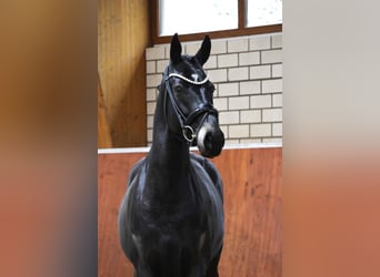 Westphalian, Gelding, 6 years, 16,1 hh, Smoky-Black