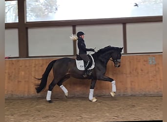 Westphalian, Gelding, 6 years, 16,2 hh, Bay-Dark