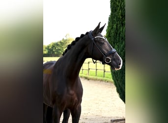 Westphalian, Gelding, 6 years, 16,2 hh, Black