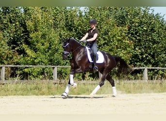 Westphalian, Gelding, 6 years, 16,2 hh, Black