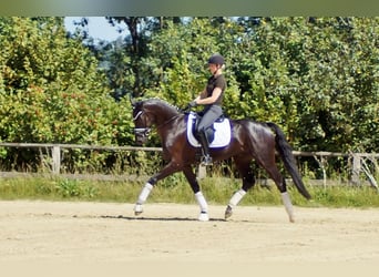 Westphalian, Gelding, 6 years, 16,2 hh, Black