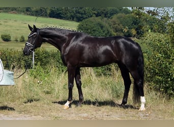 Westphalian, Gelding, 6 years, 16,2 hh, Black