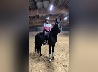 Westphalian, Gelding, 6 years, 16,2 hh, Black