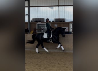 Westphalian, Gelding, 6 years, 16,2 hh, Black