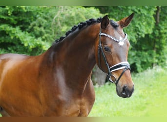 Westphalian, Gelding, 6 years, 16,2 hh, Brown