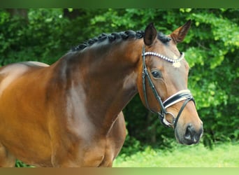 Westphalian, Gelding, 6 years, 16,2 hh, Brown