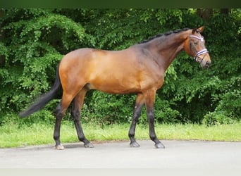 Westphalian, Gelding, 6 years, 16,2 hh, Brown