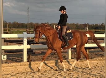 Westphalian, Gelding, 6 years, 16,2 hh, Chestnut-Red