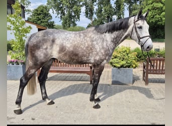 Westphalian, Gelding, 6 years, 16,2 hh, Gray-Dapple